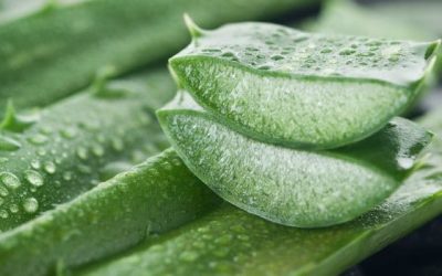 Aloe Vera Benefits for skin