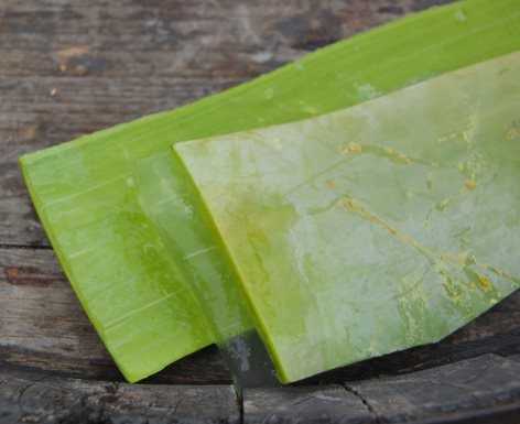 Cut Aloe Leaves, how to make aloe vera gel at home