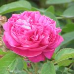 Rose water, gulab jal, rosa damascena, damask rose, acne, skin toning, eye health