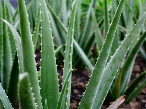 aloe-vera-plant, benefits of aloe vera gel for skin. Aloe gel has wound healing ability. Its antiseptic properties facilitate in healing burns and wounds.