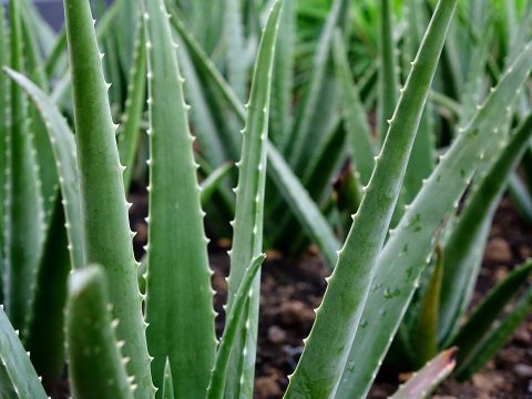 aloe-vera-plant, benefits of aloe vera gel for skin. Aloe gel has wound healing ability. Its antiseptic properties facilitate in healing burns and wounds.