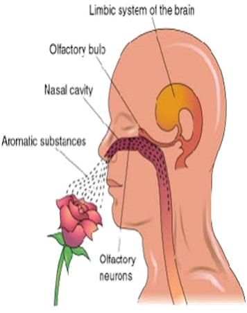 Aromatherapy through nose, how essential oil work through nose, blood brain barrier, limbic system