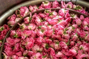 Rose-Water-Gulab-Jal, Damask Rose, Rosa Damascena, Pure rose water, best rose water, 