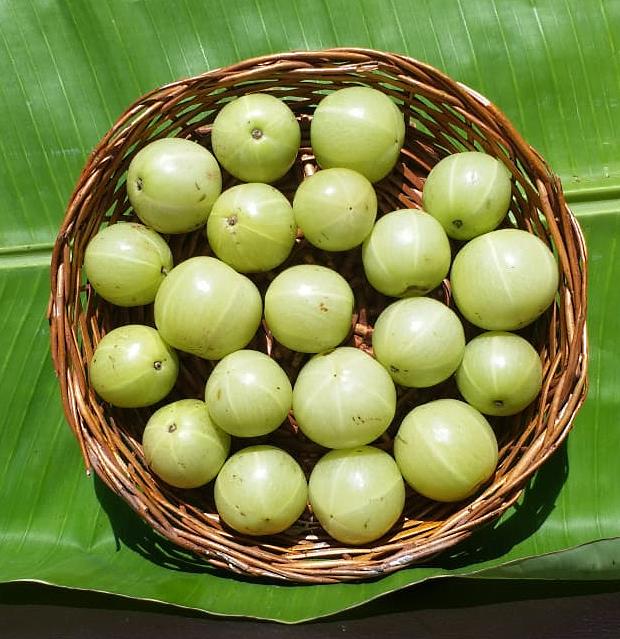 Benefits of Amla for body, 