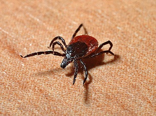 Deer ticks gets infected by feeding on deer or mice already infected with the bacteria Borrelia burgdorferi. Humans are infected with Lyme disease from infected tick bite on the skin.