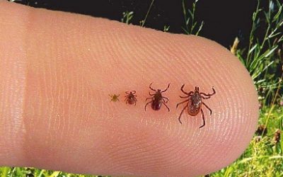 Lyme disease