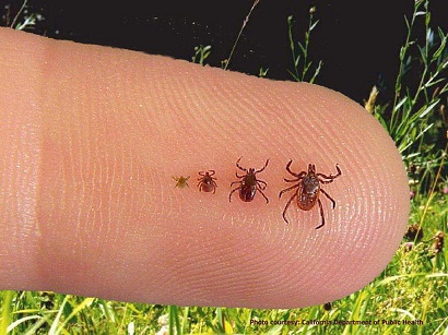 Lyme disease, tick borne disease, tick transmitted infection, vector borne disease,