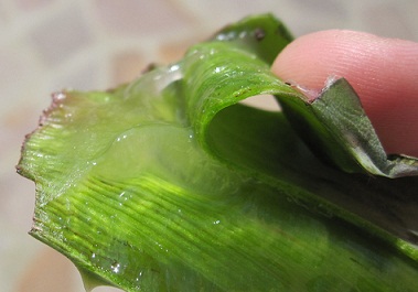 Aloe vera gel, anti-inflammatory, aloe juice,
