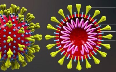 What is Herd Immunity? Is herd immunity the ultimate weapon against novel Coronavirus? What is the current status of Coronavirus vaccine?