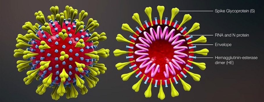 Coronavirus, covid 19, herd immunity, lockdown, vaccine, Sars Cov2